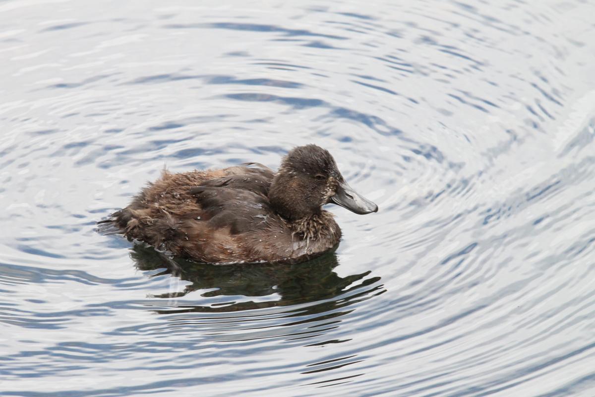 New Zealand Scaup (Aythya novaeseelandiae), Te Anau Milford Highway, Te Anau Downs, Southland, New Zealand, 2014-03-04 New Zealand Scaup (Aythya novaeseelandiae)